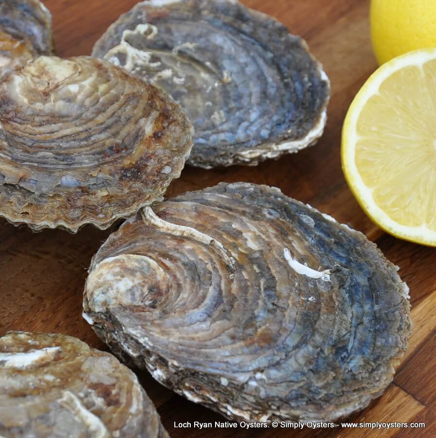 Loch Ryan Native Oysters (S-L) - Image 3