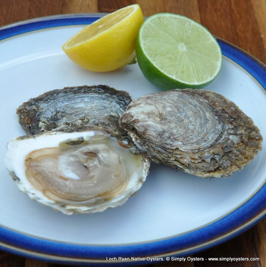 Loch Ryan Native Oysters (S-L) - Image 5
