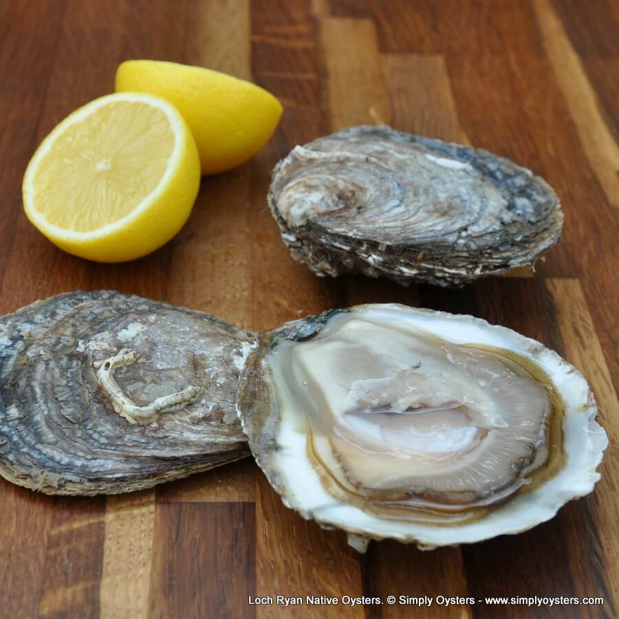 Loch Ryan Native Oysters (S-L) - Image 4