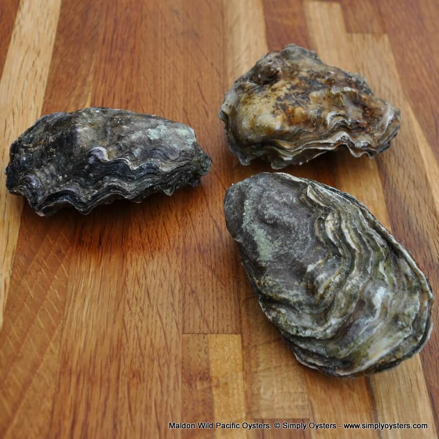 Maldon Blackwater Wild Pacific Oysters
