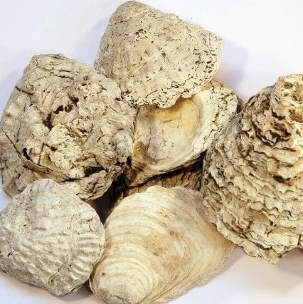 Fossilised oyster shells