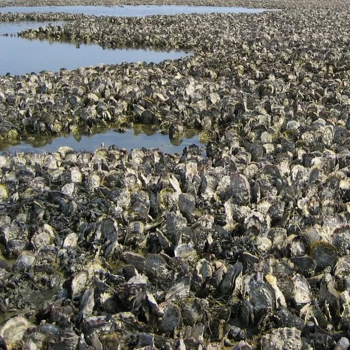Oyster reef