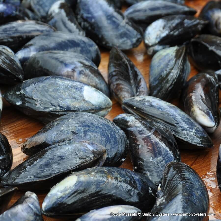 Poole Mussels (M) - Image 3