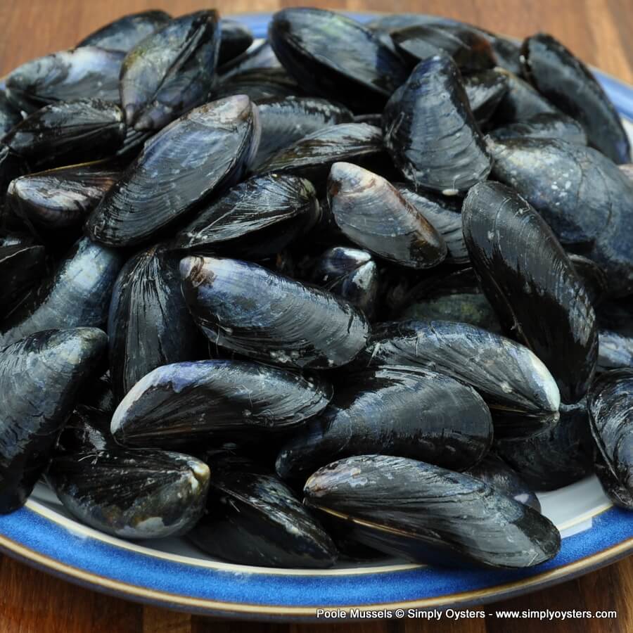 Poole Mussels (M) - Image 4