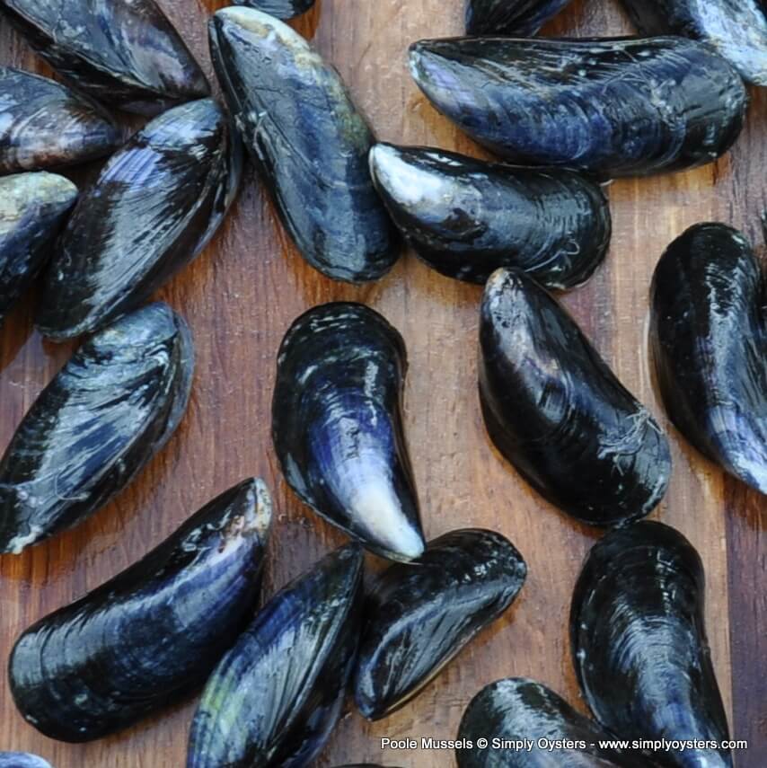 Poole Mussels (M) - Image 5