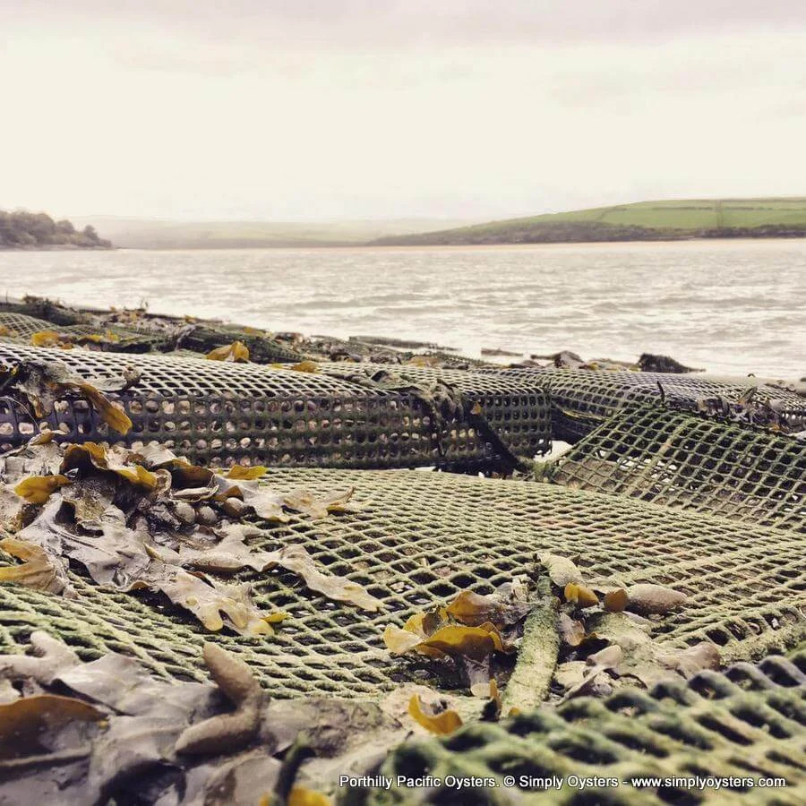Porthilly Pacific Oysters