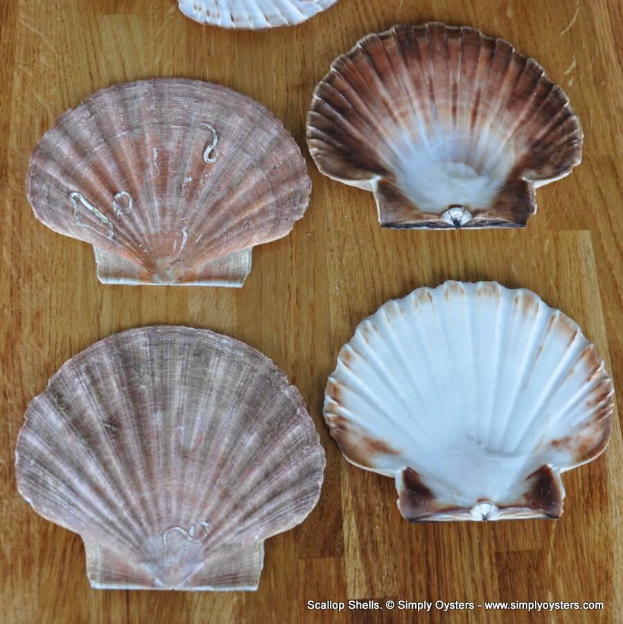 Scallop Shells - Image 4