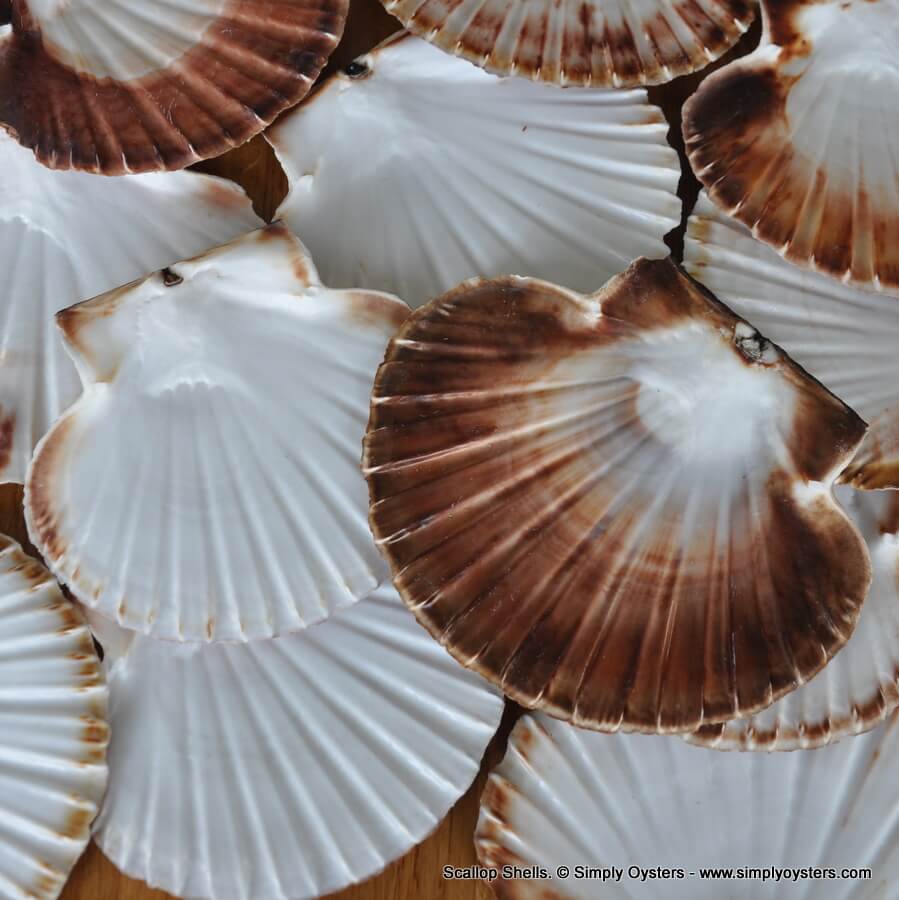 Scallop Shells - Image 3