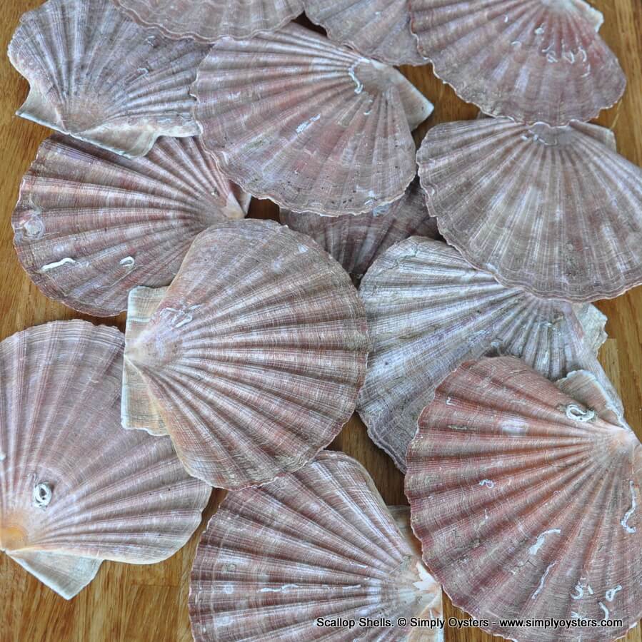Scallop Shells - Image 2