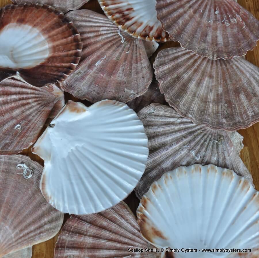 Scallop Shells - Image 5