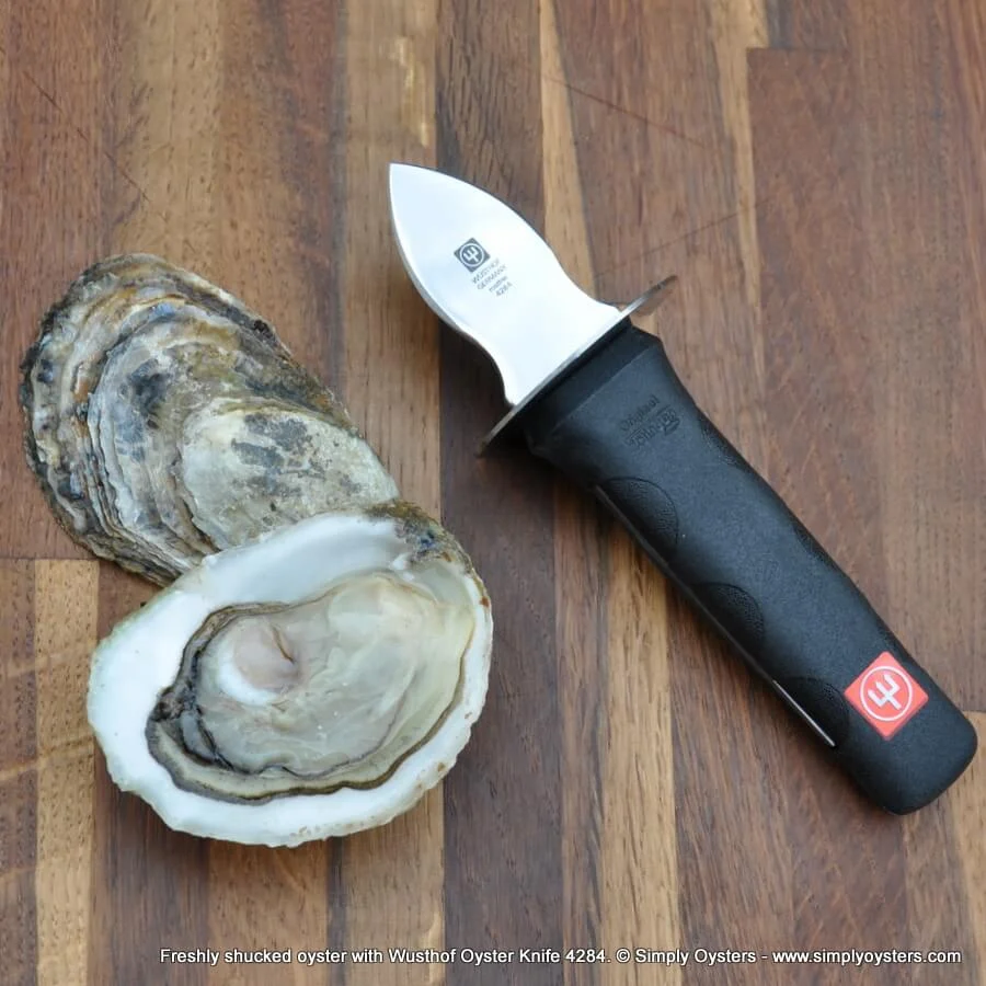 A freshly shucked oyster