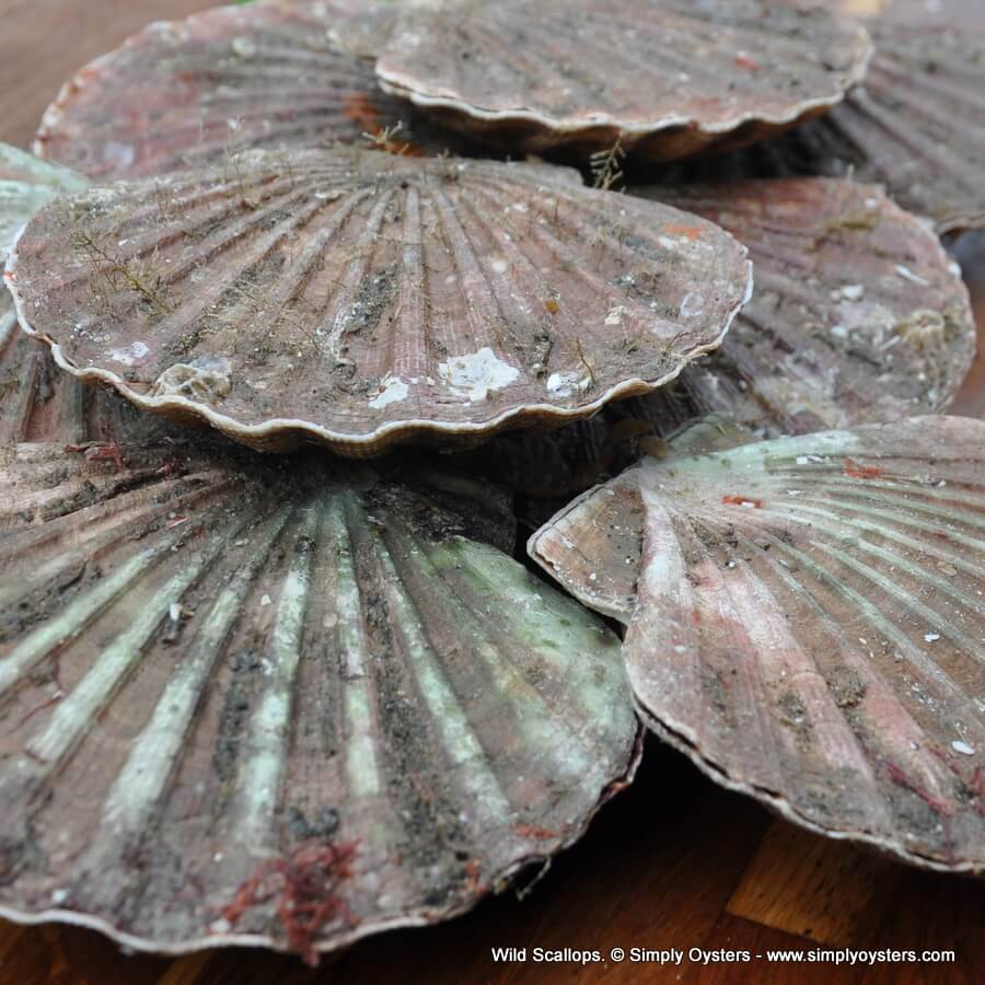 Live Scallops (M-XL) - Image 3