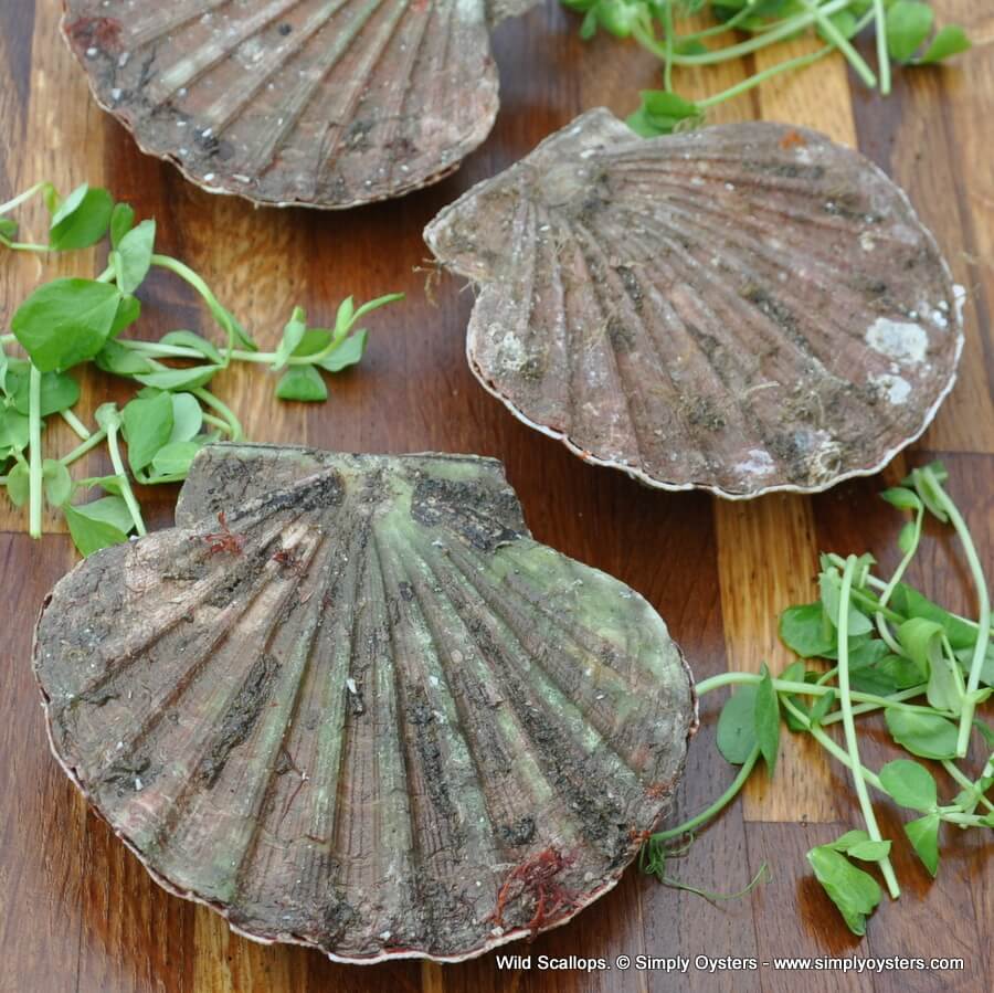 Live Scallops (M-XL) - Image 4