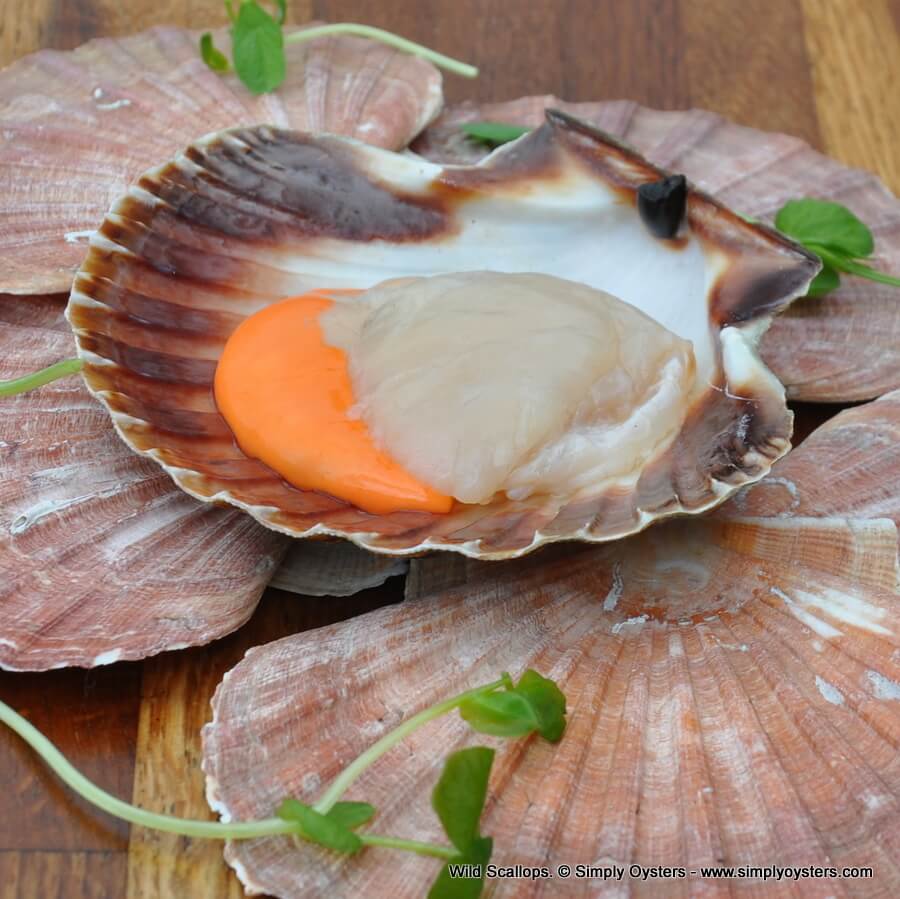 Live Scallops (M-XL) - Image 5