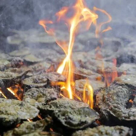 Oysters cooking over an open fire
